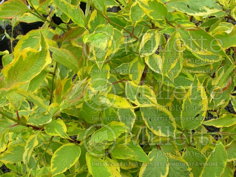 Cornus Gouchaultii (Dogwood) 2 