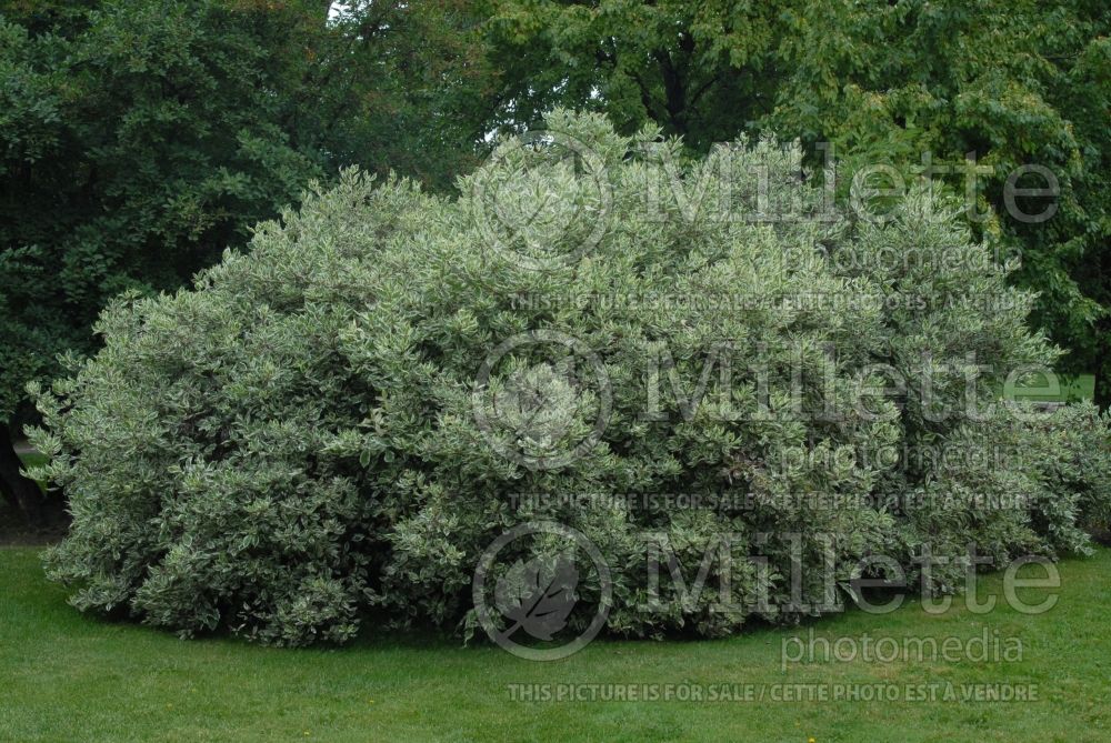 Cornus Ivory Halo aka Bailhalo (Dogwood) 2