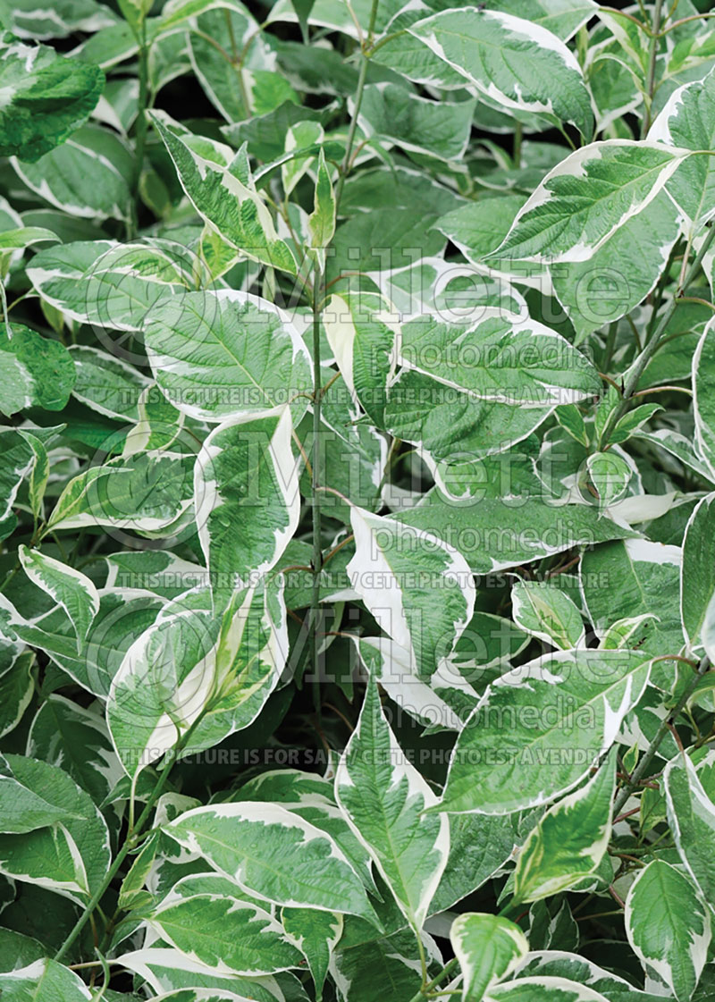 Cornus Ivory Halo aka Bailhalo (Dogwood) 5