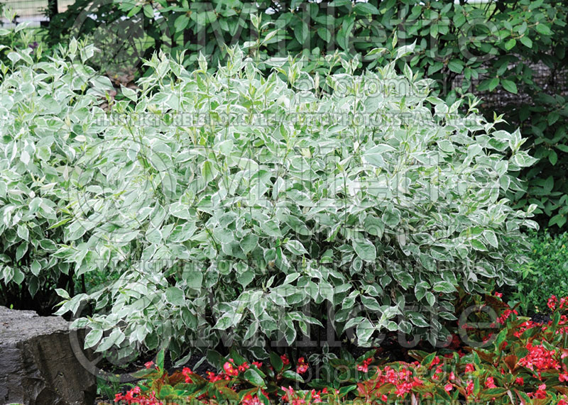 Cornus Ivory Halo aka Bailhalo(Dogwood) 3