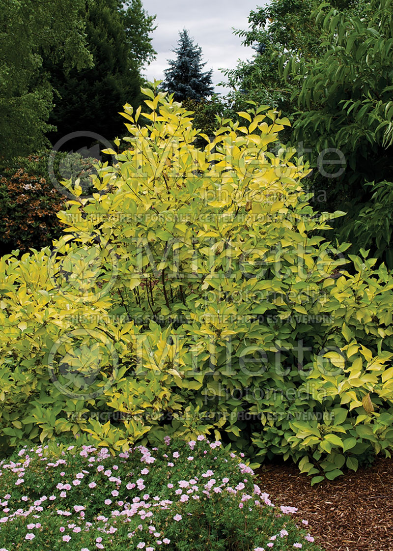 Cornus Prairie Fire (Dogwood) 1 