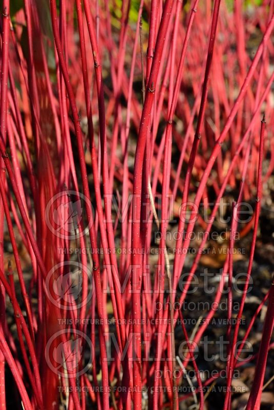 Cornus Sibirica (Dogwood) 4 