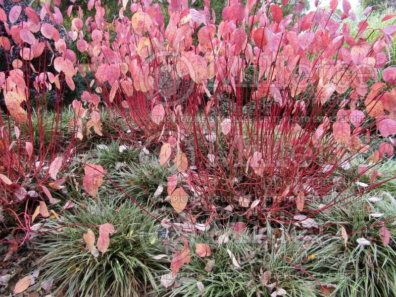 Cornus Sibirica (Dogwood) 2 