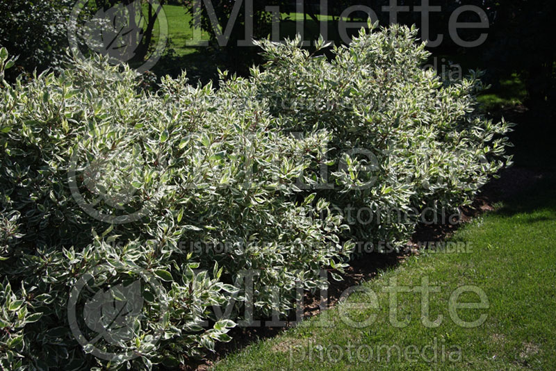 Cornus Sibirica Variegata (Dogwood) 8 