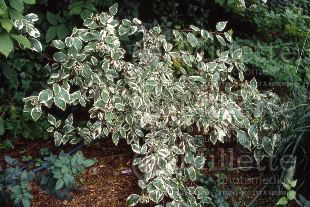 Cornus Sibirica Variegata (Dogwood) 1 