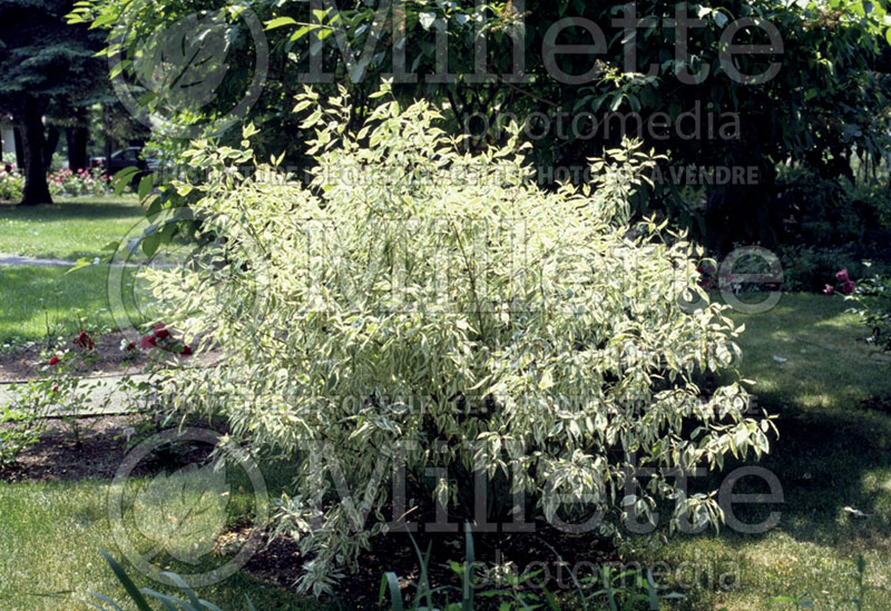 Cornus Sibirica Variegata (Dogwood) 4 