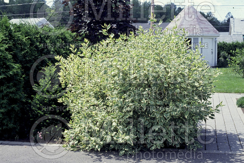 Cornus Sibirica Variegata (Dogwood) 5 