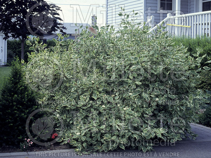 Cornus Sibirica Variegata (Dogwood) 6 