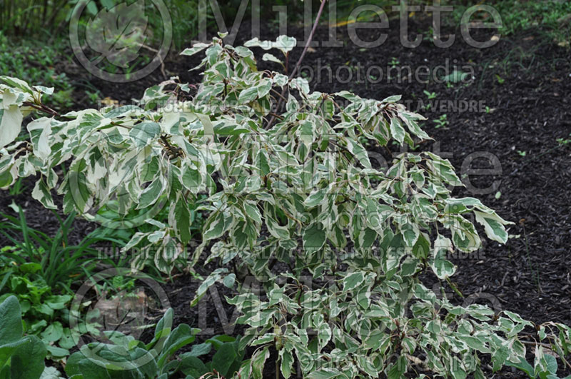 Cornus Sibirica Variegata (Dogwood) 2 