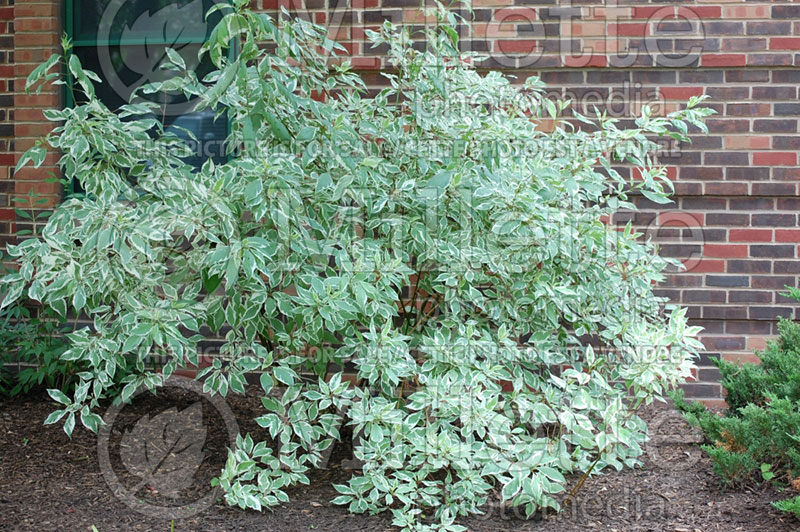 Cornus Sibirica Variegata (Dogwood) 3 