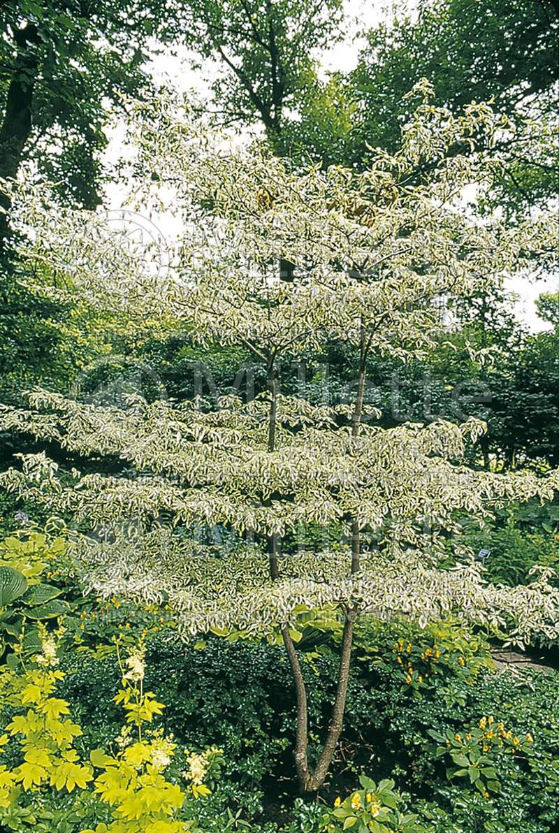 Cornus Argentea (Pagoda dogwood) 1 