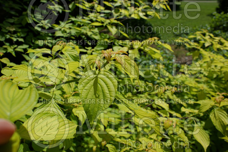 Cornus Gold Bullion aka Bachone (Pagoda dogwood) 2 