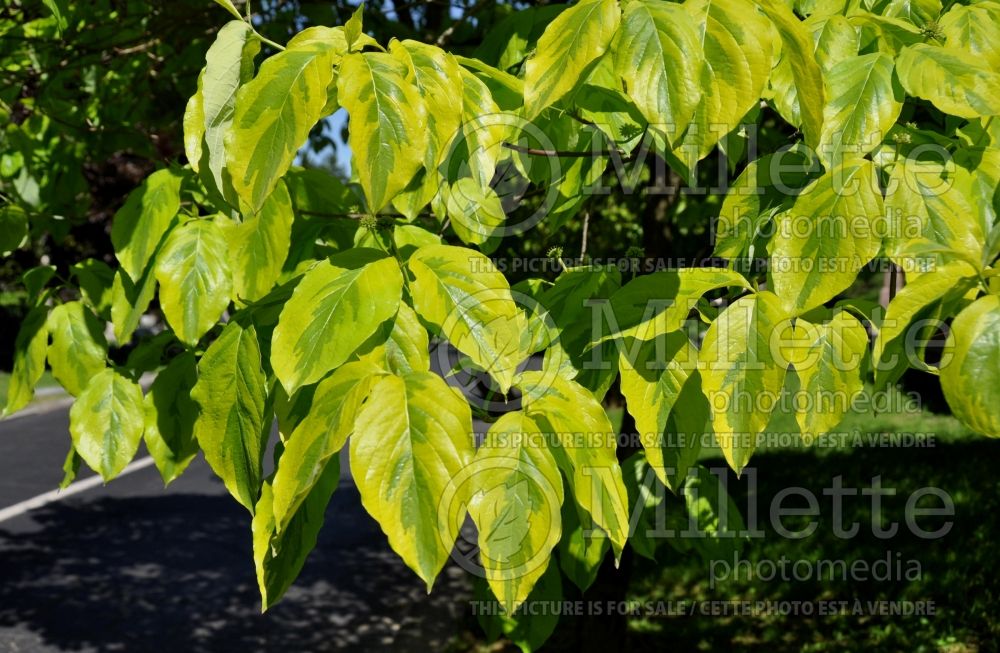 Cornus Golden Showers (Dogwood) 1 