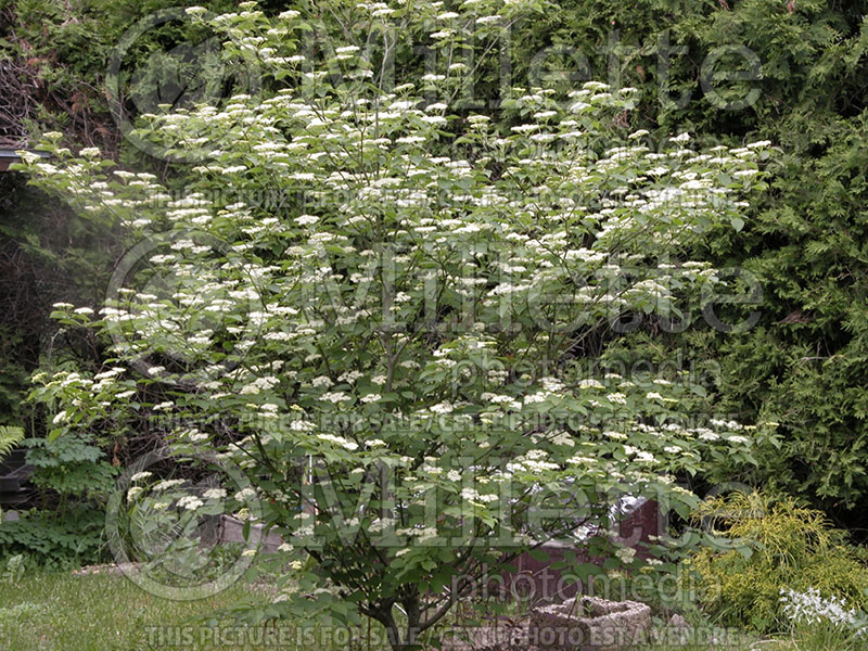 Cornus alternifolia (Pagoda dogwood) 1