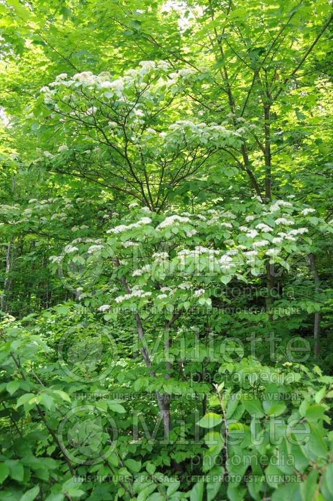 Cornus alternifolia (Pagoda dogwood) 2