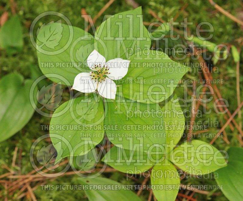 Cornus canadensis (Crackerberry, bunchberry, dwarf cornel) 1