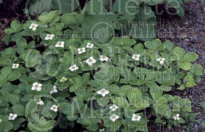 Cornus canadensis (Crackerberry, bunchberry, dwarf cornel) 2