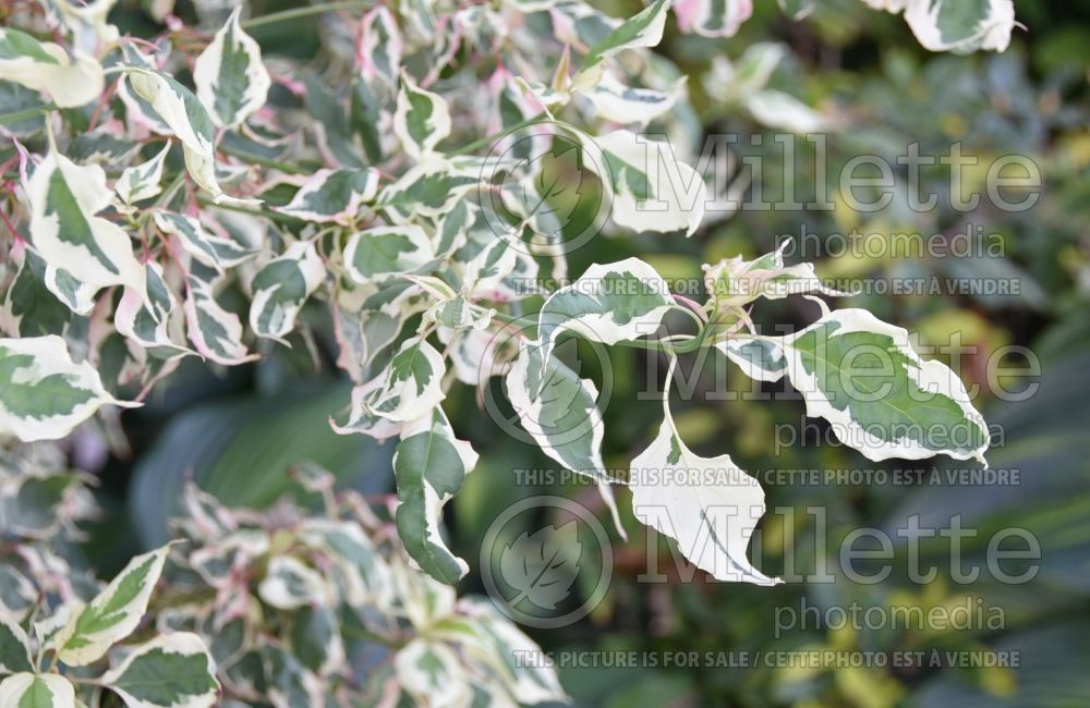 Cornus Variegata (dogwood) 2 