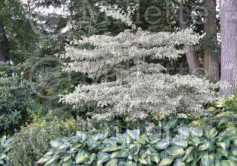 Cornus Variegata (dogwood) 1 