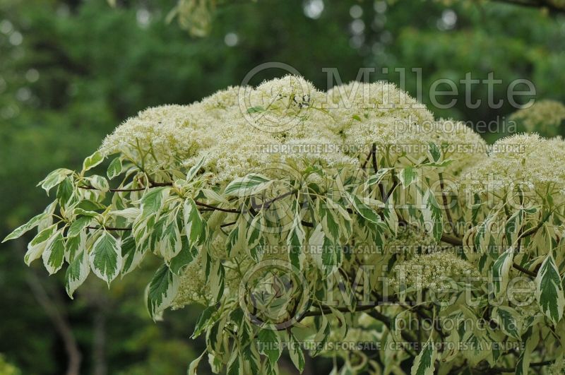 Cornus Variegata (dogwood) 3 