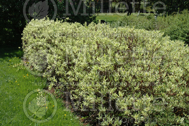 Cornus Elegantissima Hedge (Dogwood) 1 