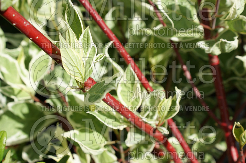 Cornus Elegantissima (Dogwood) 3 