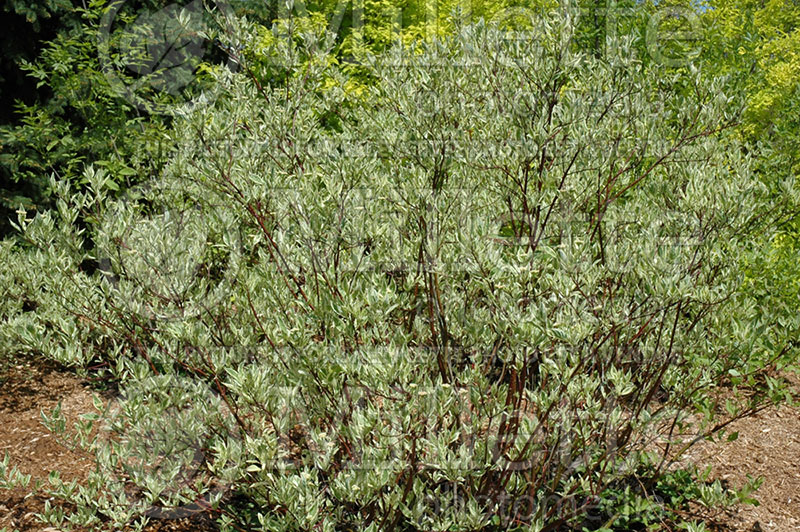 Cornus Elegantissima (Dogwood) 2 