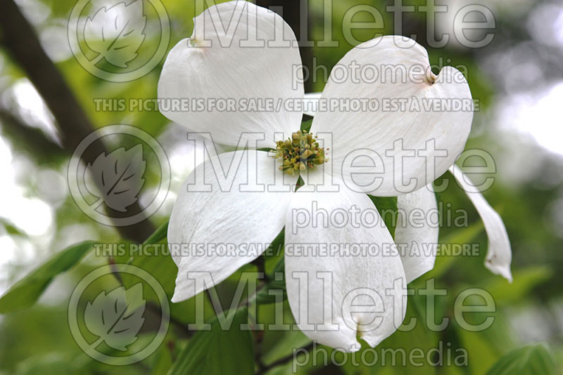 Cornus Cloud Nine (Dogwood) 