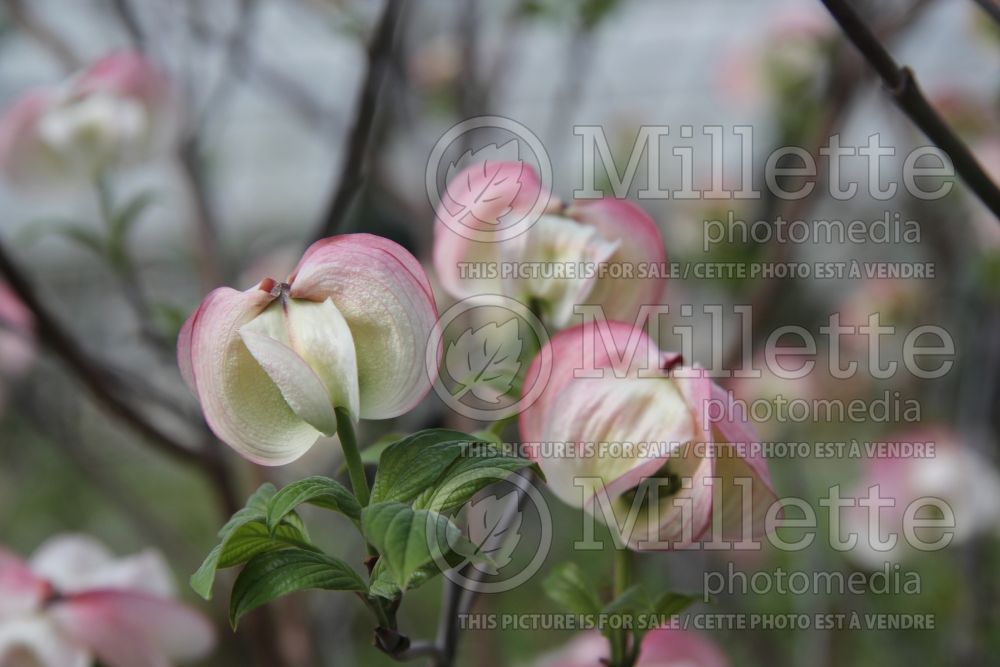 Cornus Rubra (Dogwood) 1 