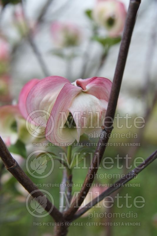 Cornus Rubra (Dogwood) 2 