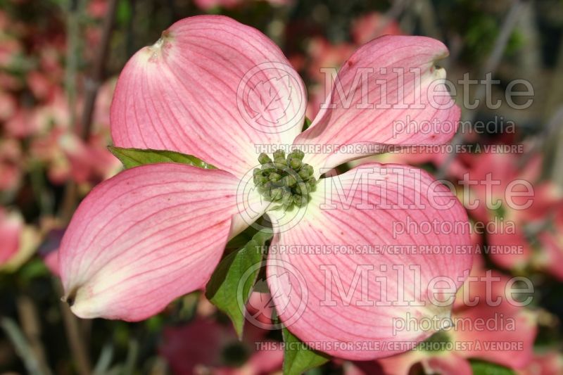 Cornus Rubra (Dogwood) 3 