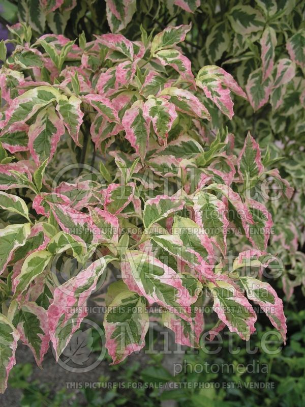 pink variegated dogwood