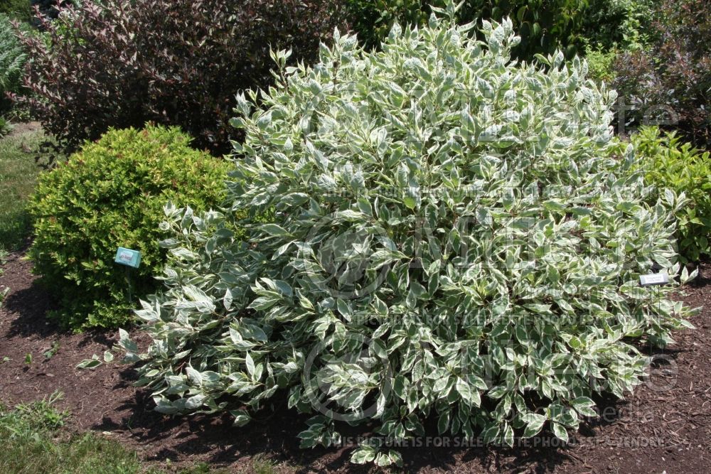 Cornus Ivory Halo aka Bailhalo (Dogwood) 1