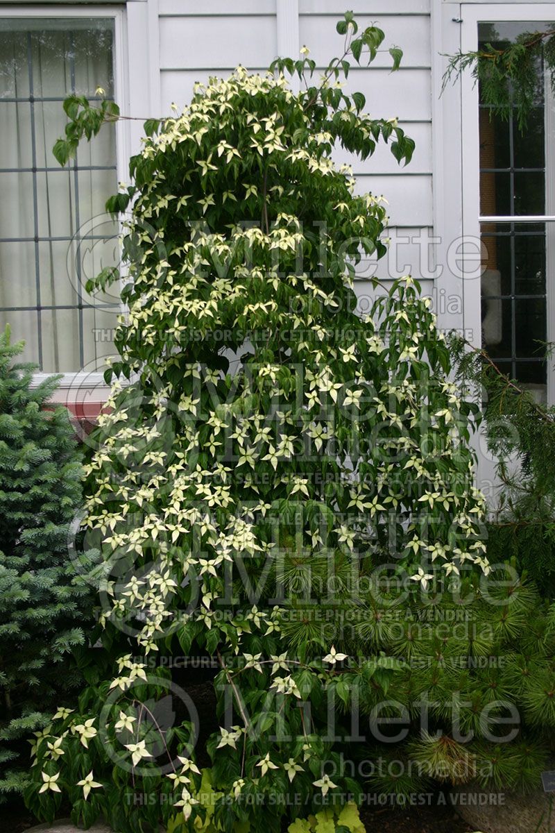 Cornus kousa (Japanese Dogwood)  2