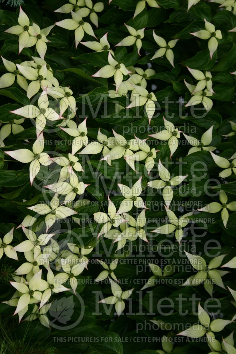 Cornus kousa (Japanese Dogwood)  1