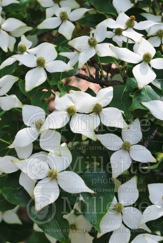 Cornus Blue Shadow (Japanese Dogwood) 2 