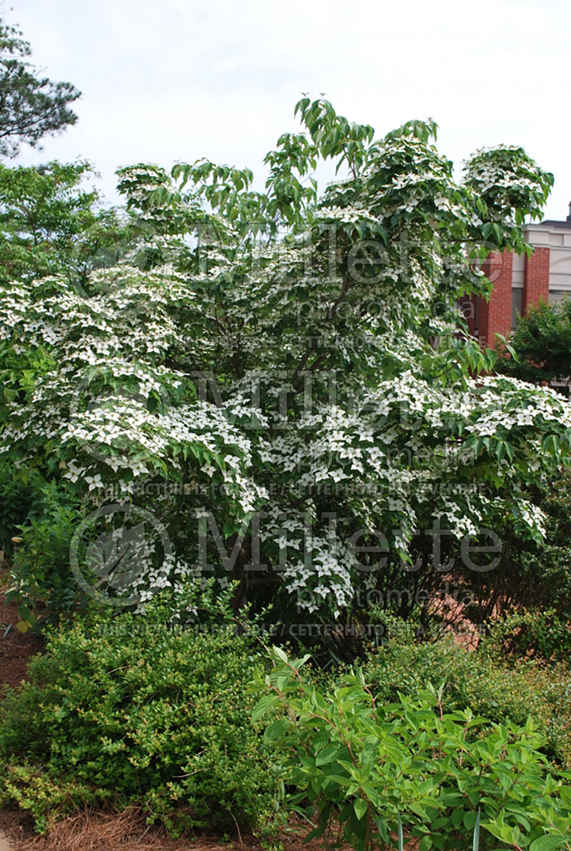 Cornus Blue Shadow (Japanese Dogwood) 1 