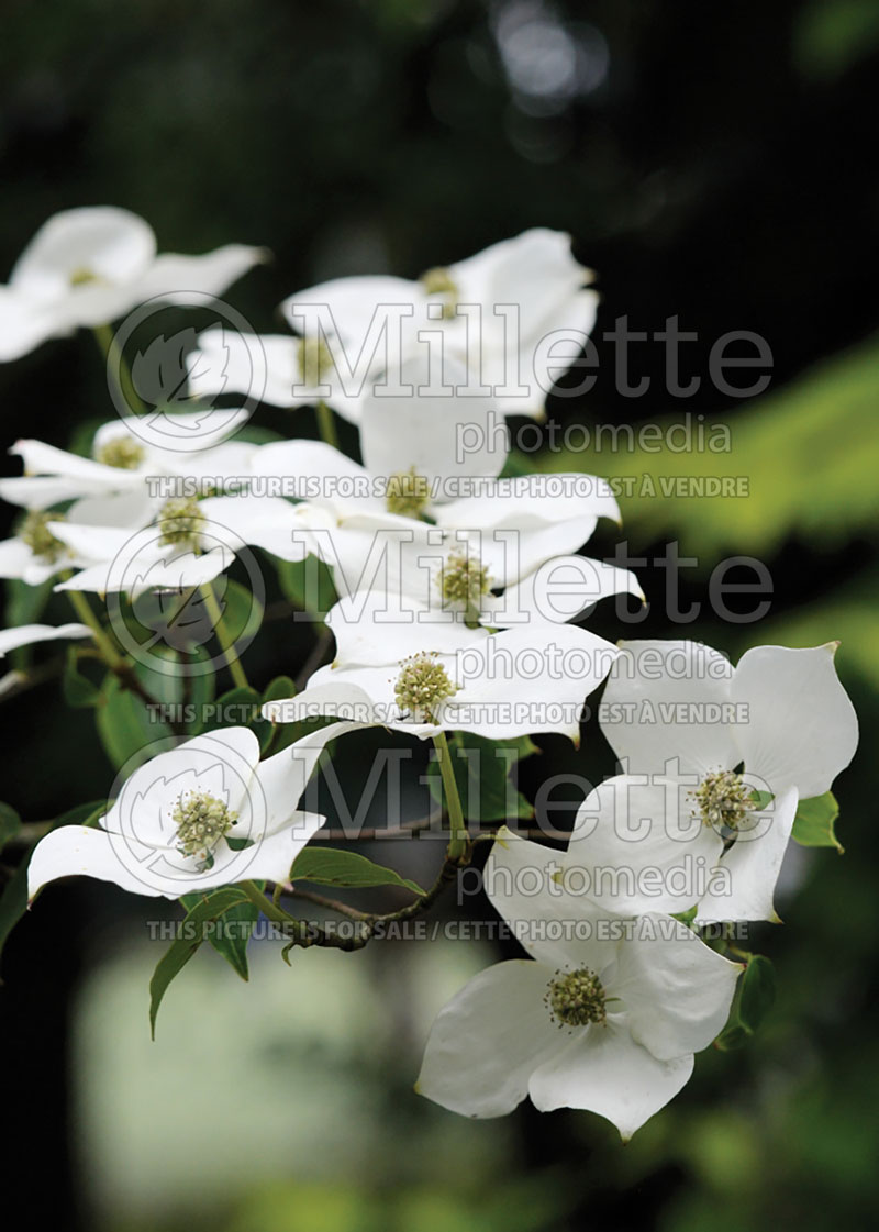 Cornus China Girl (Japanese Dogwood) 1 