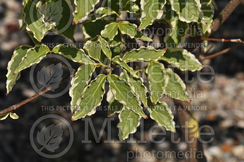 Cornus Samzam or Samaritan (Korean Dogwood) 1 