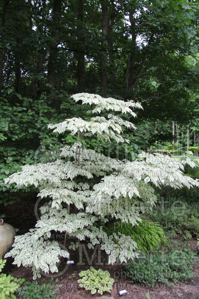 Cornus Samzam aka Samaritan (Korean Dogwood) 5 