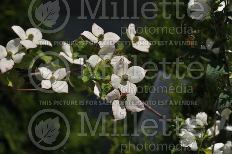 Cornus Heart Throb (Japanese Dogwood) 2 