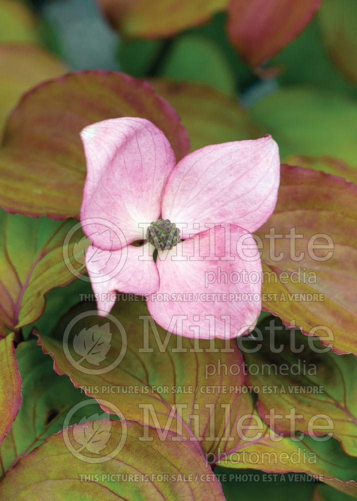 Cornus Heart Throb (Japanese Dogwood) 1 