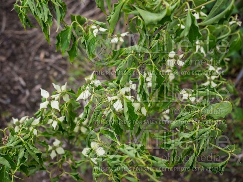 Cornus Little Poncho (Japanese Dogwood) 1 