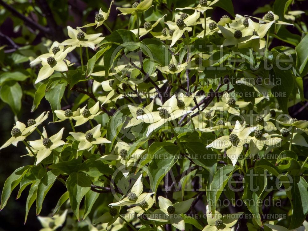 Cornus Milky Way (Japanese Dogwood) 1 