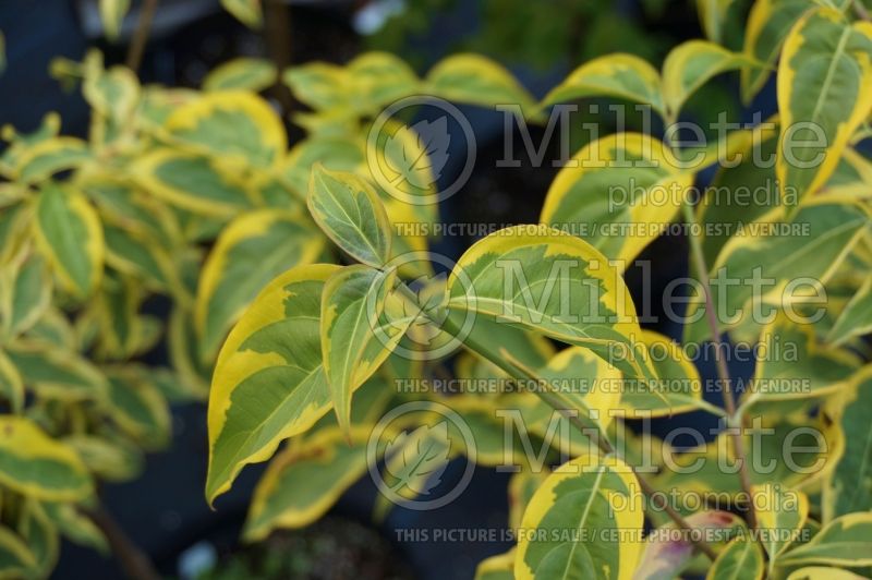 Cornus Summer Gold (Dogwood) 1 