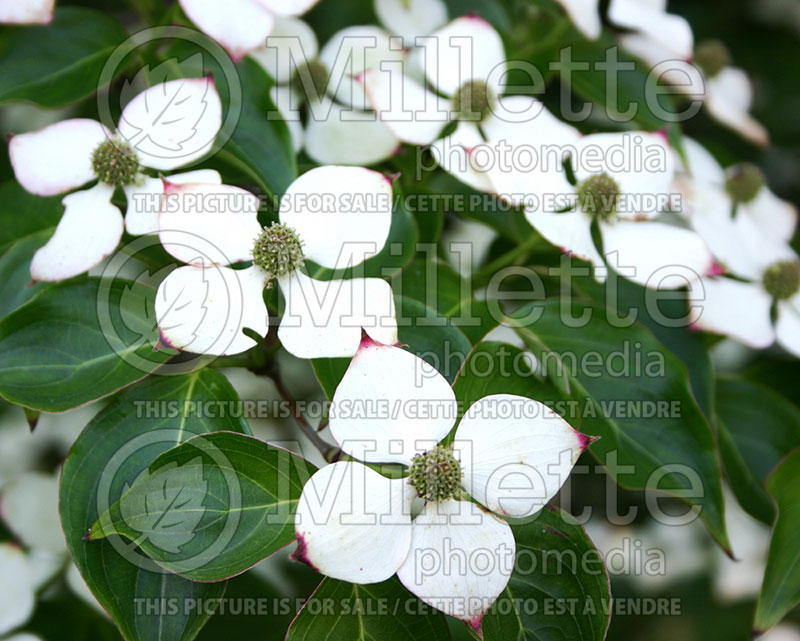 Cornus kousa var. chinensis (Dogwood) 1 