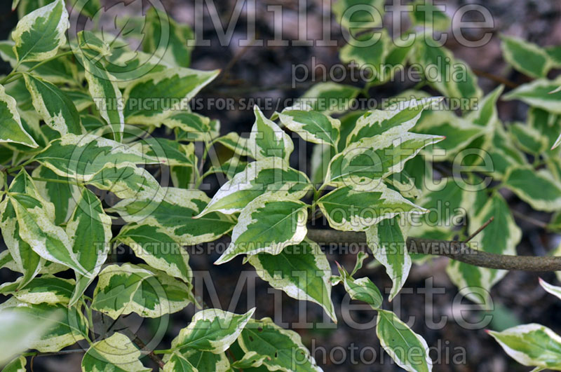 Cornus Wolf Eyes (Japanese Dogwood) 5 