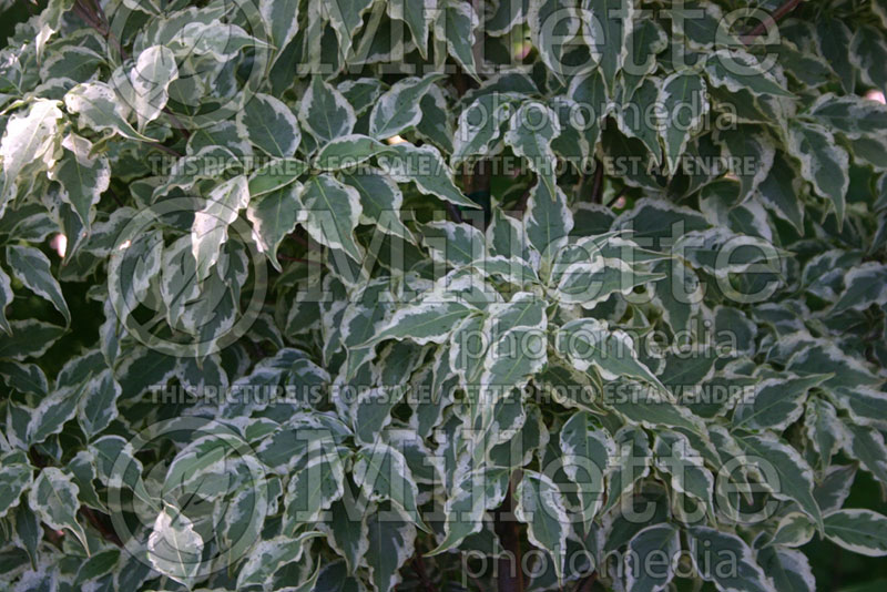 Cornus Wolf Eyes (Japanese Dogwood) 2 