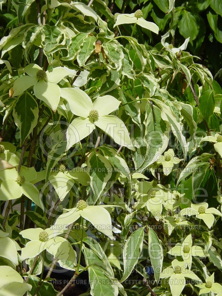 Cornus Wolf Eyes (Japanese Dogwood) 6 