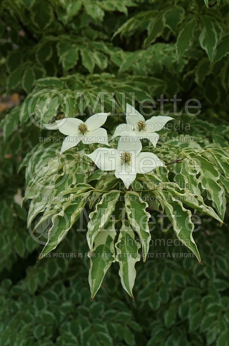 Cornus Wolf Eyes (Japanese Dogwood) 3 